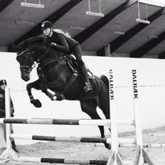 Dansk Varmblod Danglo's Omega