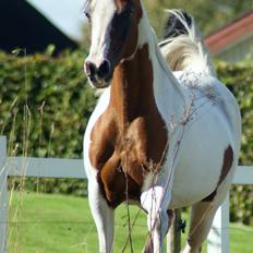 Pinto Araber China moon. PINA 1. Tidligere hest