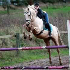 Palomino Kaergaardens ripasso