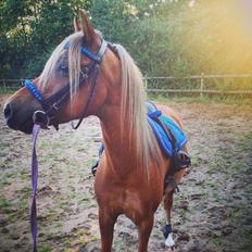 Welsh Partbred (Sec F) Haaber's Camino