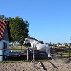 Anden særlig race Skipper