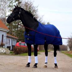 Oldenborg VEJRHOLT'S SUPERSTAR