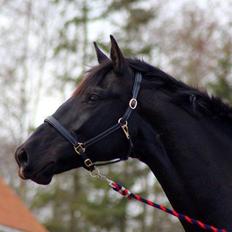 Oldenborg VEJRHOLT'S SUPERSTAR