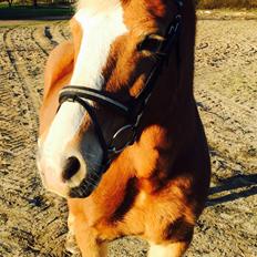 Haflinger Mary 