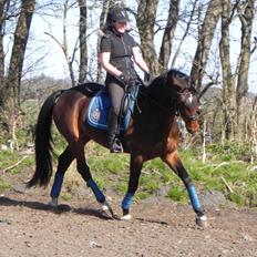 Dansk Varmblod Lisette (Leasy) R.I.P :'(