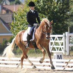 Haflinger Nordan