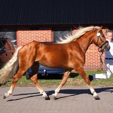 Haflinger Absalon Nordan m/ Avlsgodkendelse