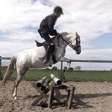 Welsh Pony (sec B) Rosenagers Abbie