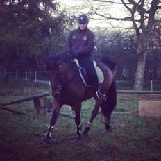 Hollandsk Sportspony Cirkelina