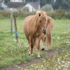 Islænder Tritla - Trille <3