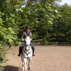 Hollandsk Varmblod Hedley's Boy