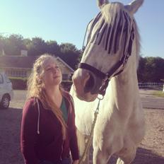 Hollandsk Varmblod Hedley's Boy