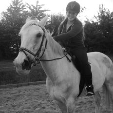 Hollandsk Varmblod Hedley's Boy