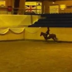 Anden særlig race Mellody