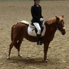 Anden særlig race Mellody