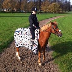 Anden særlig race Mellody