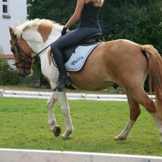 Anden særlig race Felix