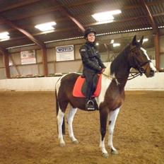 Anden særlig race Refsgaards Mon´Cheri. SOLGT