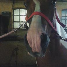 Anden særlig race Pepsi