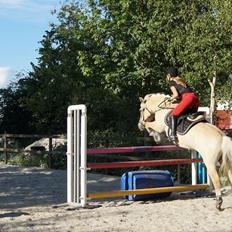 Fjordhest Thor Lysholm