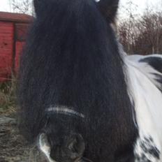 Irish Cob Mr. Sullivan *Avlshingst*