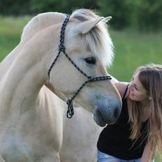 Fjordhest Bibi