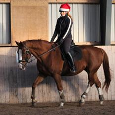 Dansk Varmblod Faberge