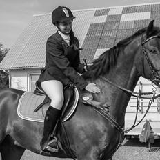 Dansk Varmblod Westergaardens Lucky Star