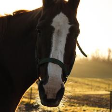 Dansk Varmblod Faberge