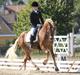 Haflinger Nordan