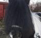 Irish Cob Mr. Sullivan *Avlshingst*