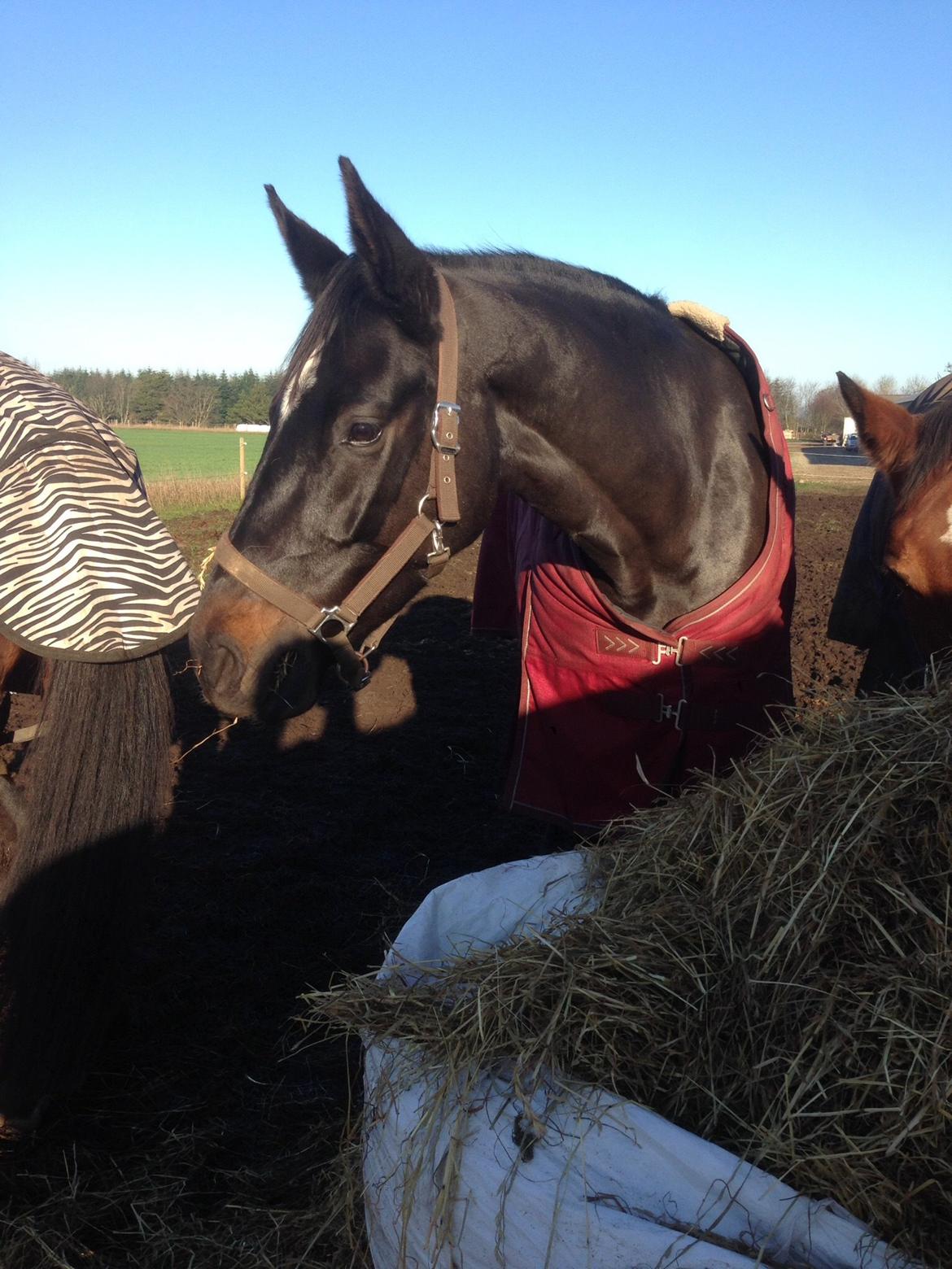 Dansk Varmblod Pinvigs Cha Cha billede 22