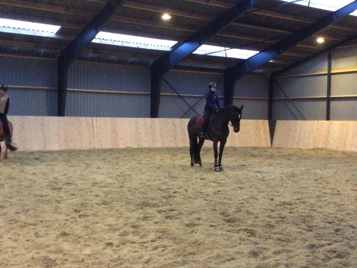 Dansk Varmblod Pinvigs Cha Cha billede 24