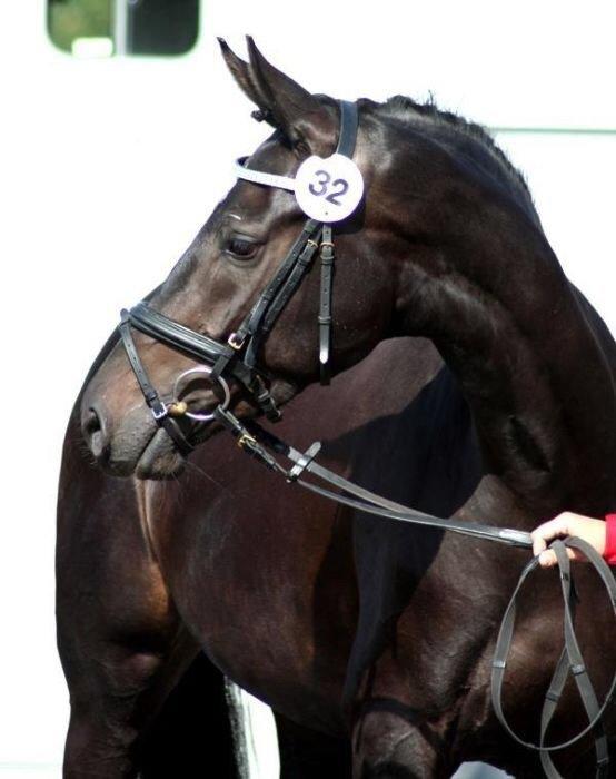 Dansk Varmblod Pinvigs Cha Cha billede 28