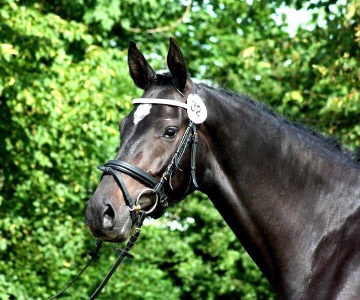 Dansk Varmblod Pinvigs Cha Cha billede 29