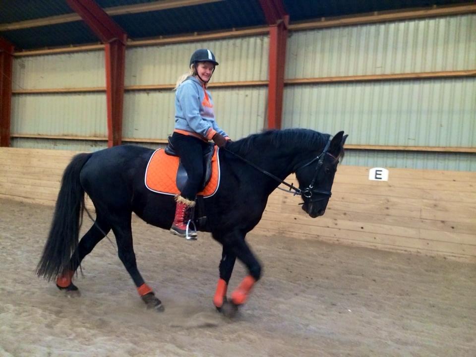 Oldenborg Sweet Alpha - Himmelhest billede 12