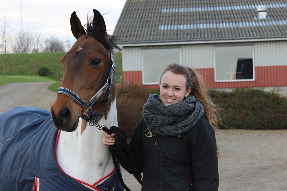 Pinto The indian boy - Hjemme igen efter stævne på borgen<3 billede 2