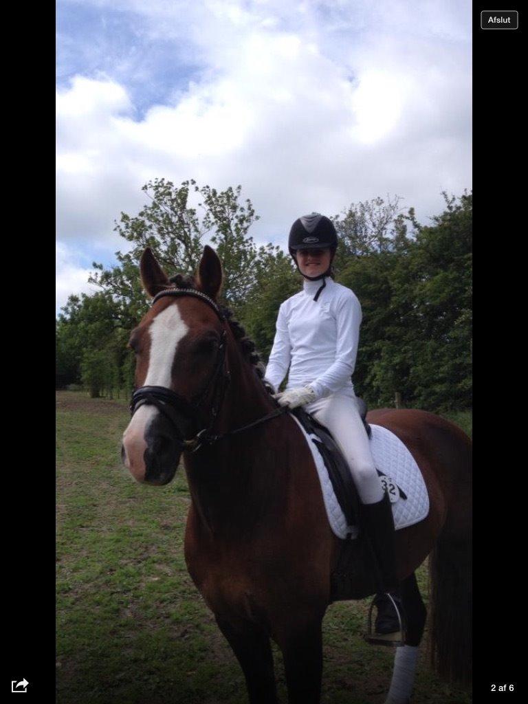 Welsh Cob (sec D) Fronerthig Prince teyrnon billede 1