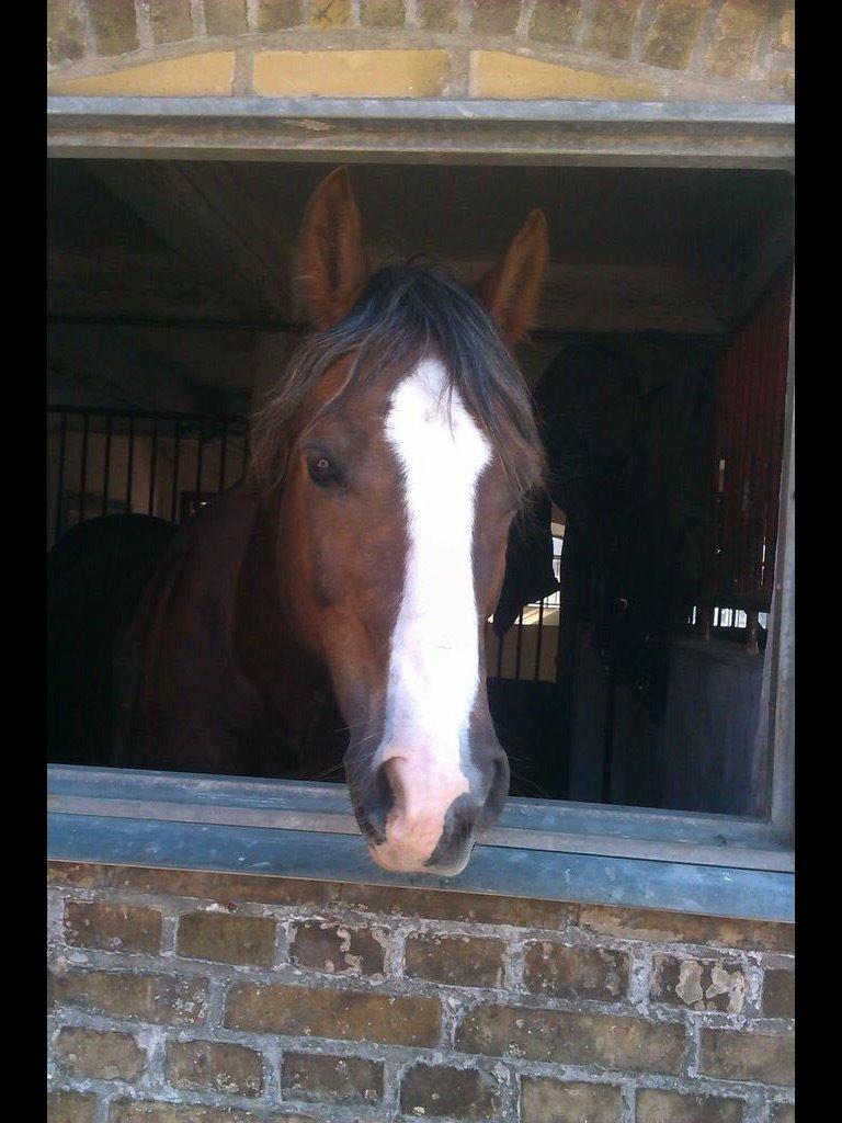 Welsh Cob (sec D) Fronerthig Prince teyrnon billede 3