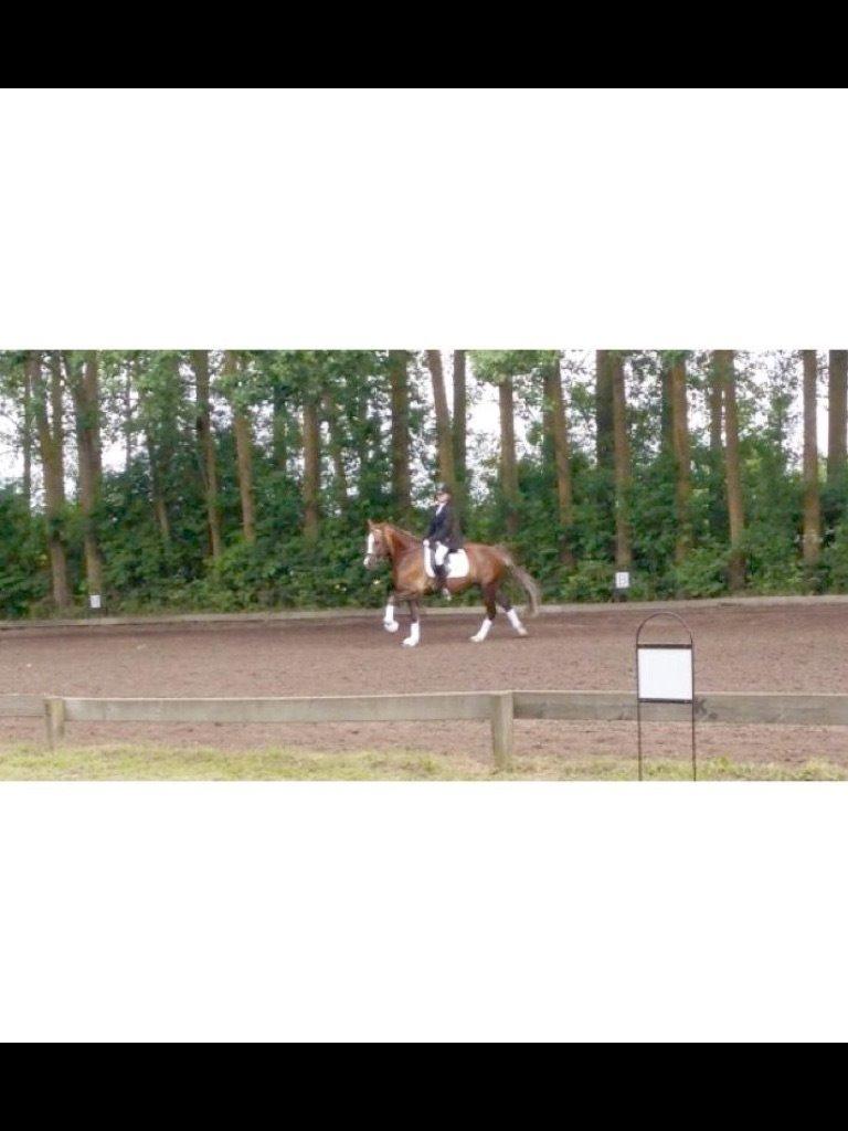 Welsh Cob (sec D) Fronerthig Prince teyrnon billede 4