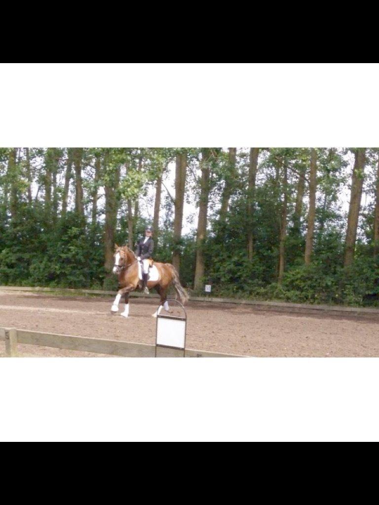 Welsh Cob (sec D) Fronerthig Prince teyrnon billede 5