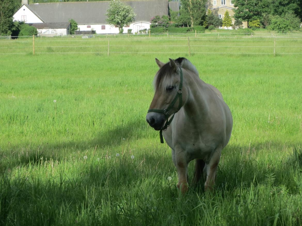 Fjordhest Ingar Halsnæs (Rideskolepony) billede 1