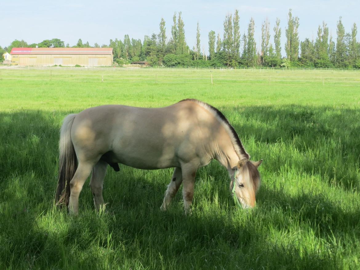 Fjordhest Ingar Halsnæs (Rideskolepony) billede 4