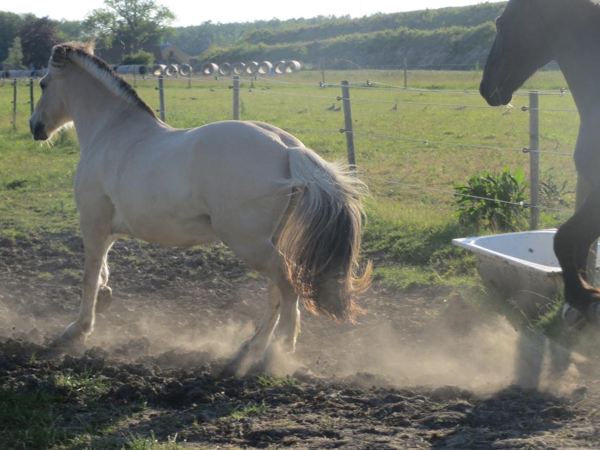 Fjordhest Ingar Halsnæs (Rideskolepony) billede 6