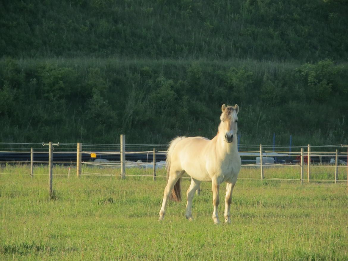 Fjordhest Ingar Halsnæs (Rideskolepony) billede 8