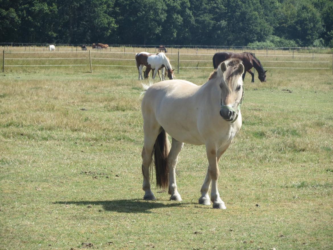 Fjordhest Ingar Halsnæs (Rideskolepony) billede 12