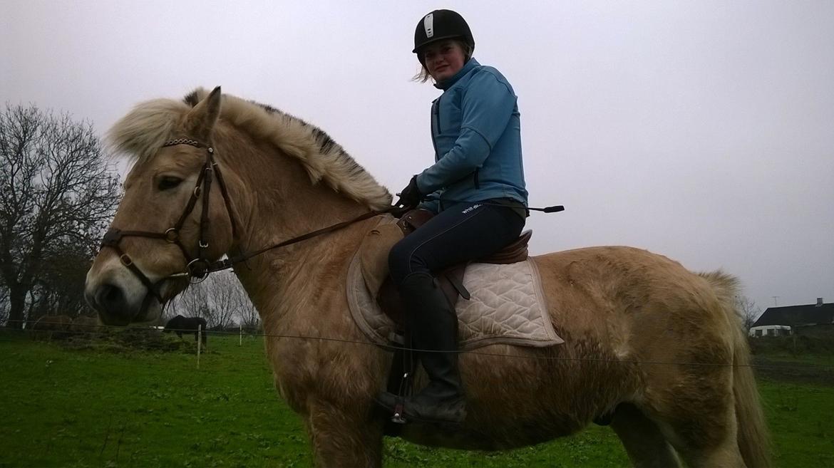 Fjordhest Freddy (Freb) *SOLGT* billede 2