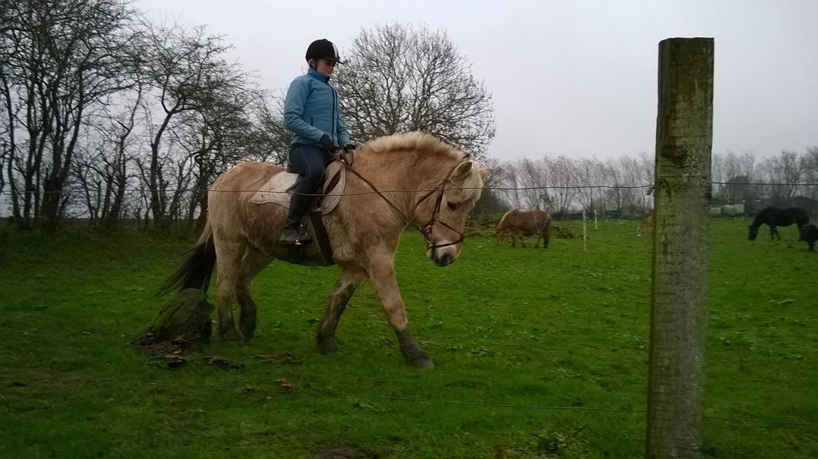 Fjordhest Freddy (Freb) *SOLGT* billede 4