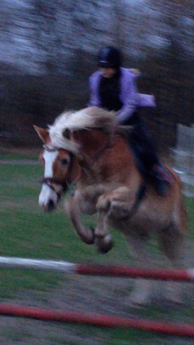 Tyroler Haflinger Bamse billede 27