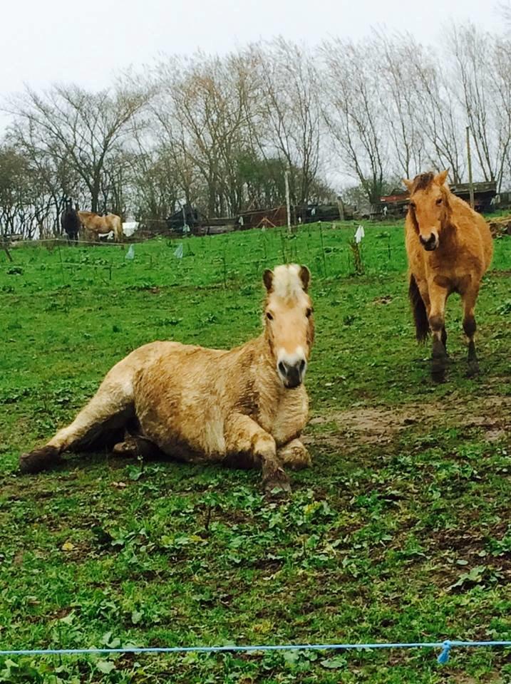 Fjordhest Freddy (Freb) *SOLGT* billede 1